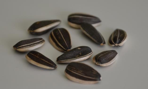 Confectionary Sunflower Seeds